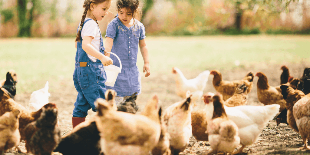 chickens on the farm