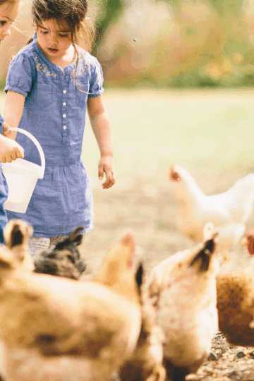 chickens on the farm
