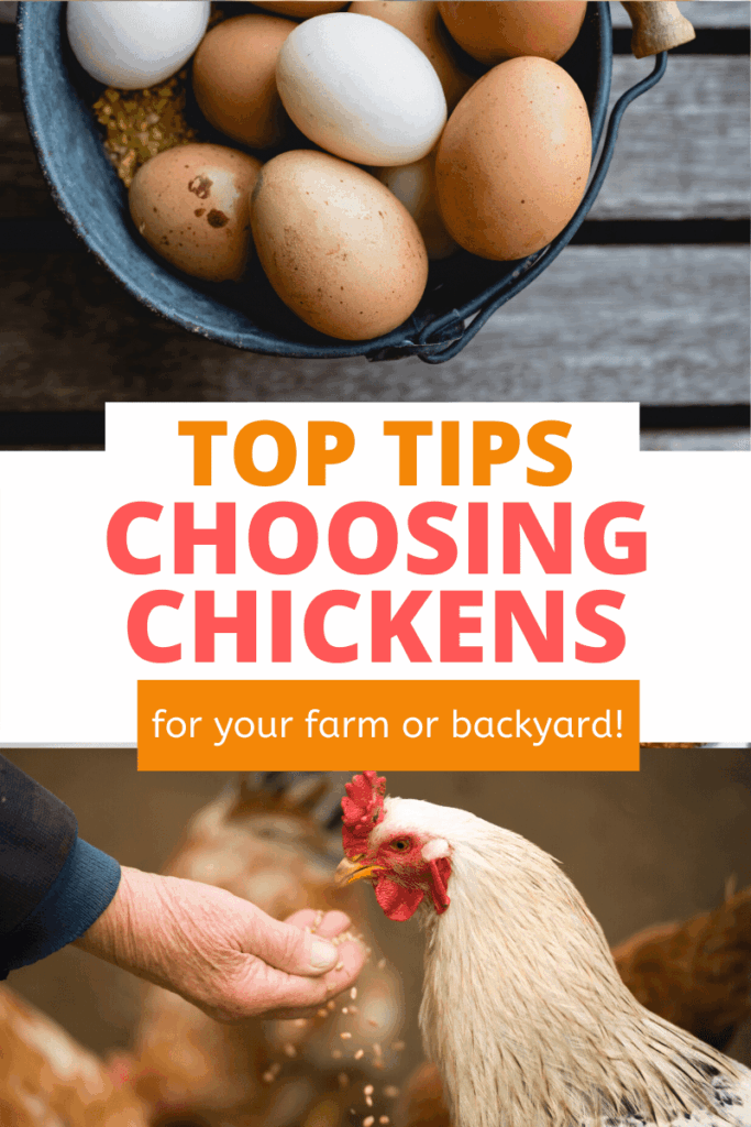 choosing chickens on the farm