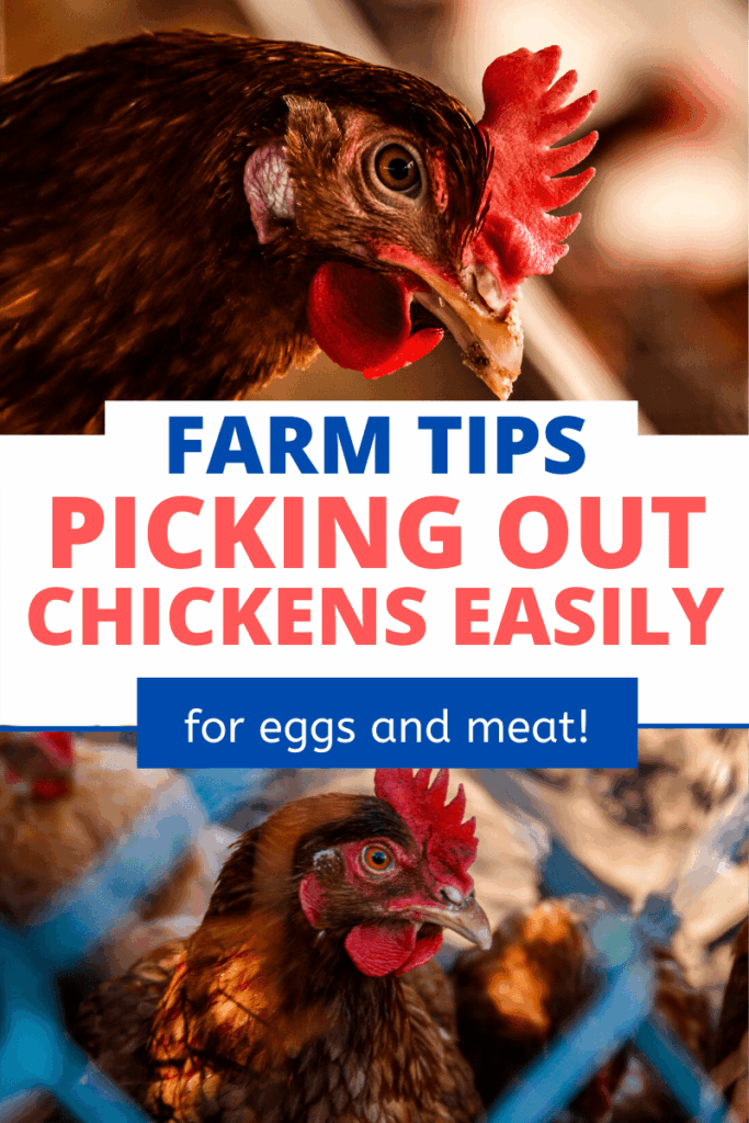 how to choose the best chickens for farm living