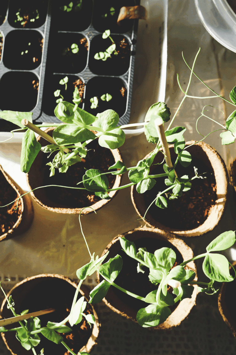 How To Start Homesteading