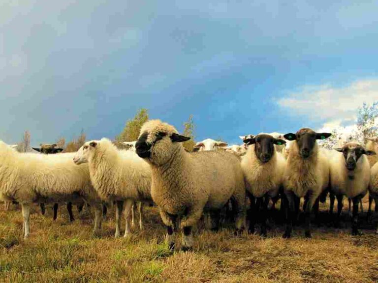 What are the best Homesteading Animals?