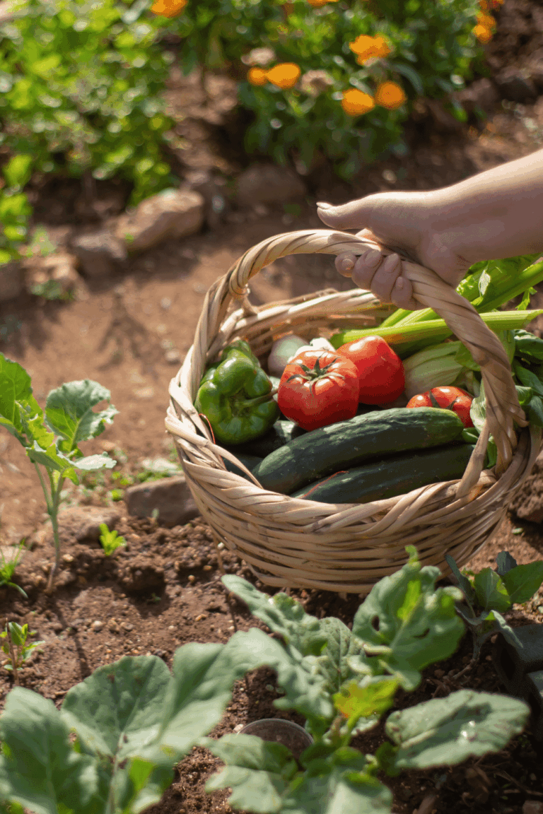 How to Plan a Kitchen Garden