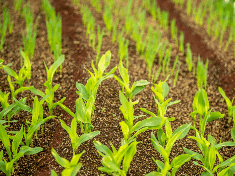 What Are The Best States For Homesteading? 