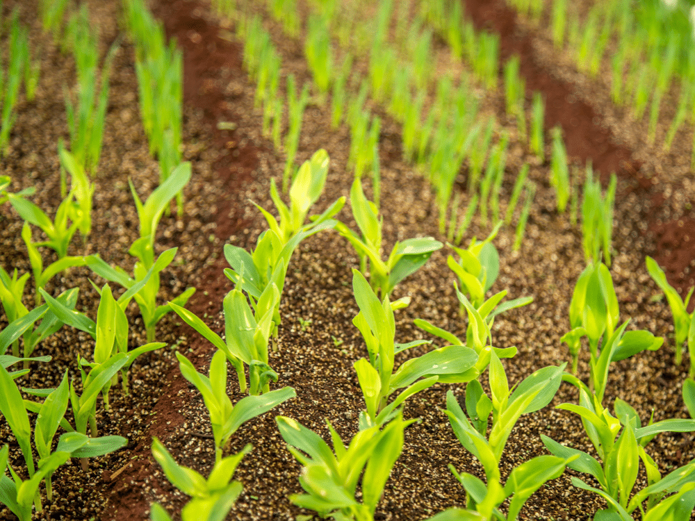 Crop of corn growing in field
