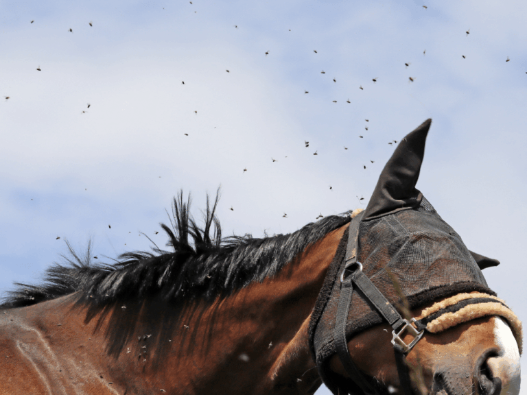The Best Traps for Flies (And Other Tactics for Repelling Bugs)