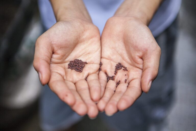 How to Store Seeds for Next Year's Garden