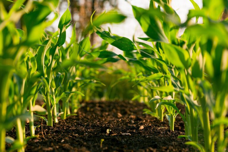 How to Till A Garden