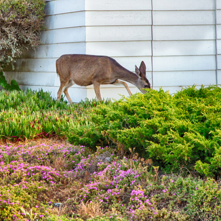 8 Ways To Keep Deer Out Of Your Garden