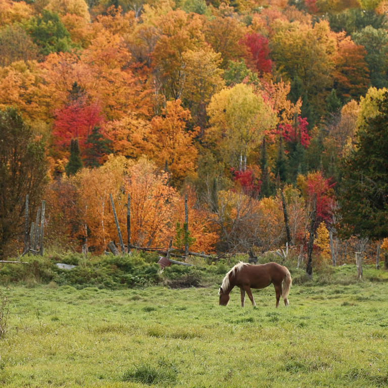 Fall Homesteading Chores To Prep for the Winter