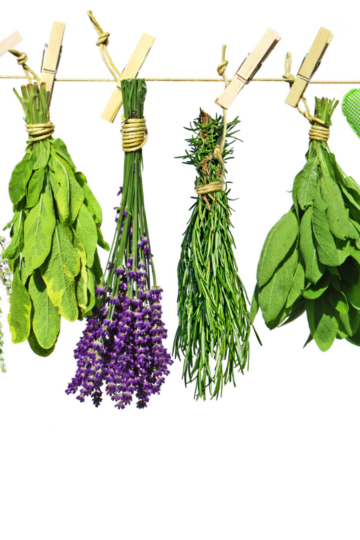 Easiest Herbs To Grow For Beginners