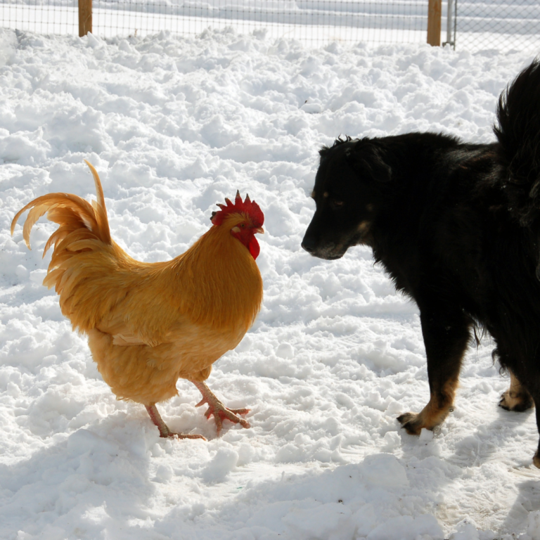 5 Tips for Caring for Chickens in the Winter