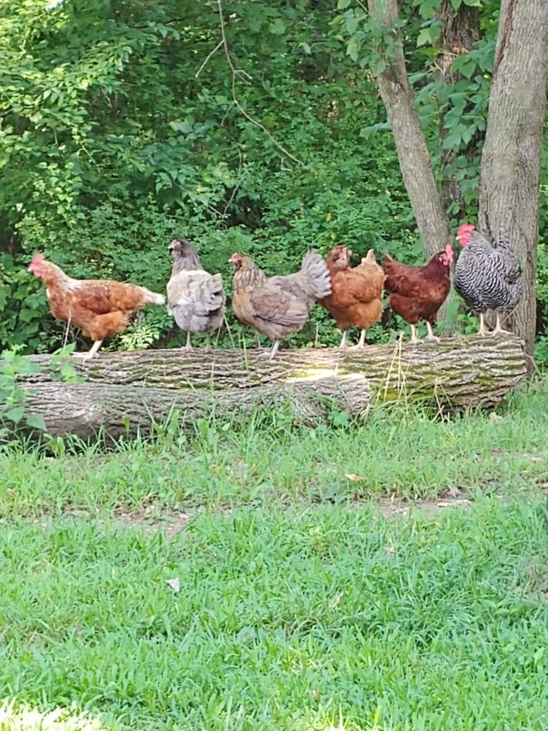 Homesteading Skills to Master