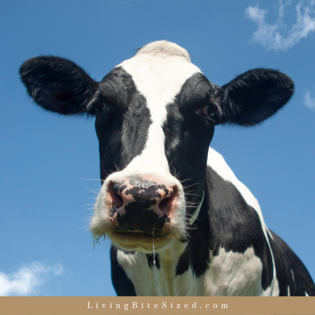 Family Milk Cow
