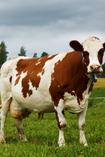 Family Milk Cow