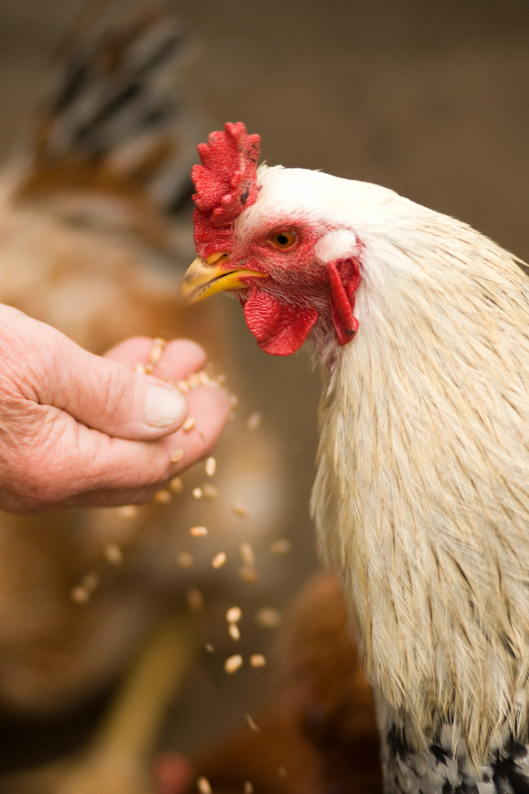 The Best Table Scraps to Feed Chickens
