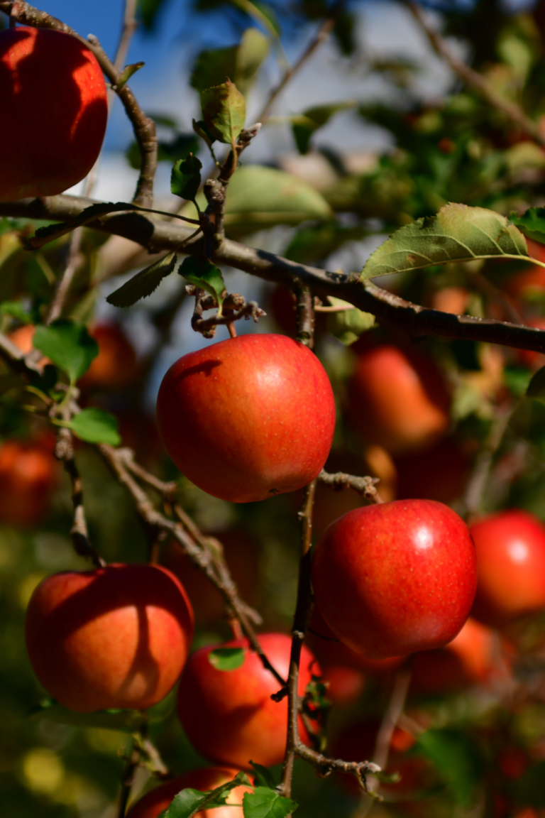 5 Best Fruit Trees to Grow