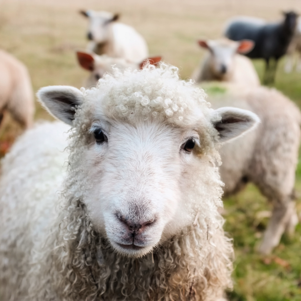 Why Raise Sheep?