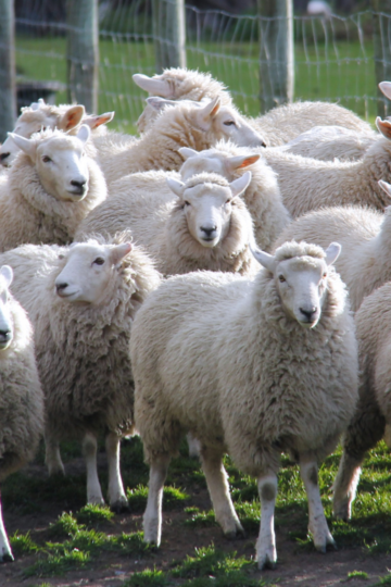 Why Raise Sheep