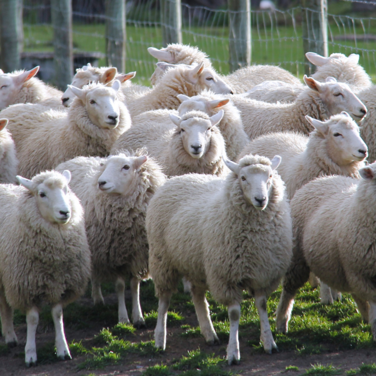 Why Raise Sheep