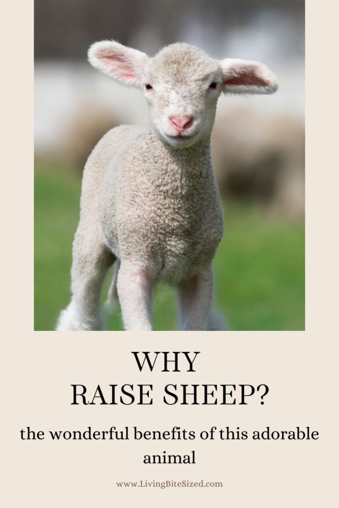 Why Raise Sheep