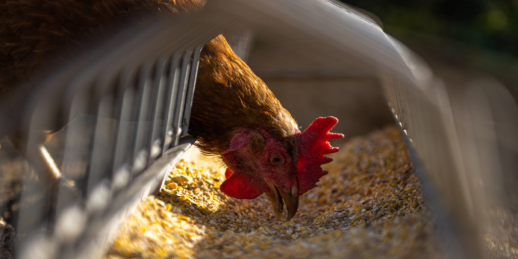 What to feed chickens to save money and keep them healthy