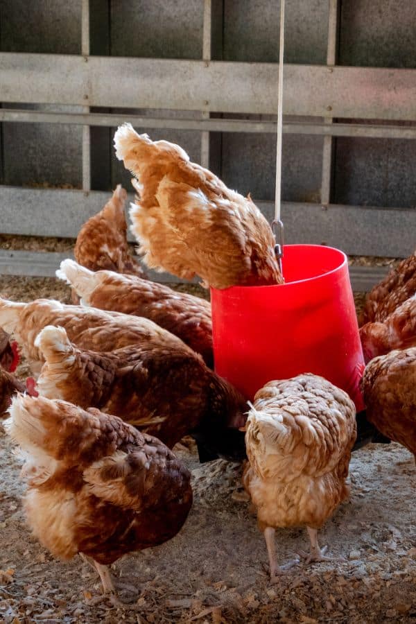 What To Feed Chickens