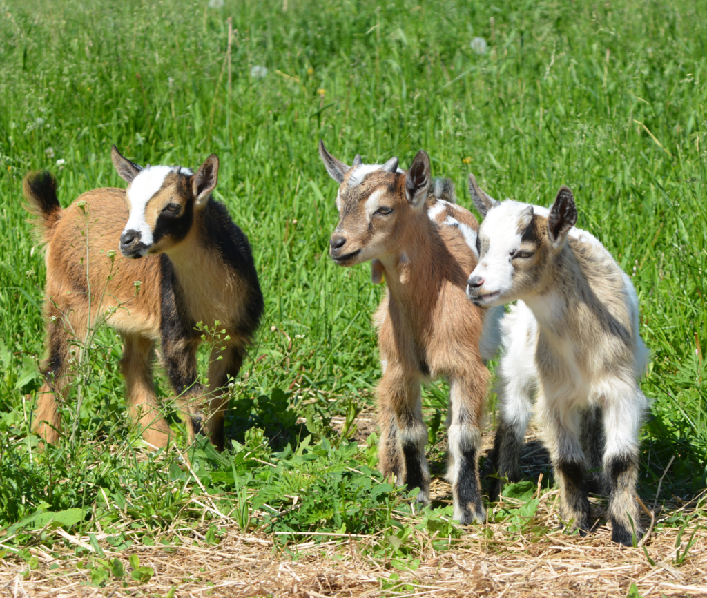 a group of goats in a field