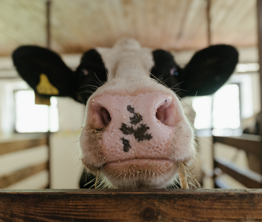 a cow's nose and mouth looking over a fence